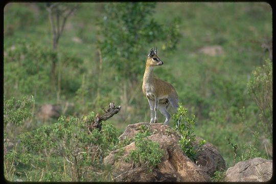 Image of Cape Klipspringer