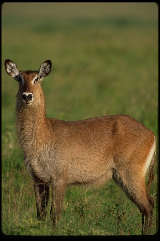 Image of Defassa Waterbuck