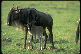 Image of Western white-bearded Wildebeest