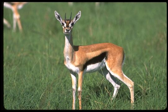 Image of Thomson's Gazelle