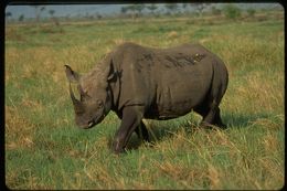 Image of Black Rhinoceros