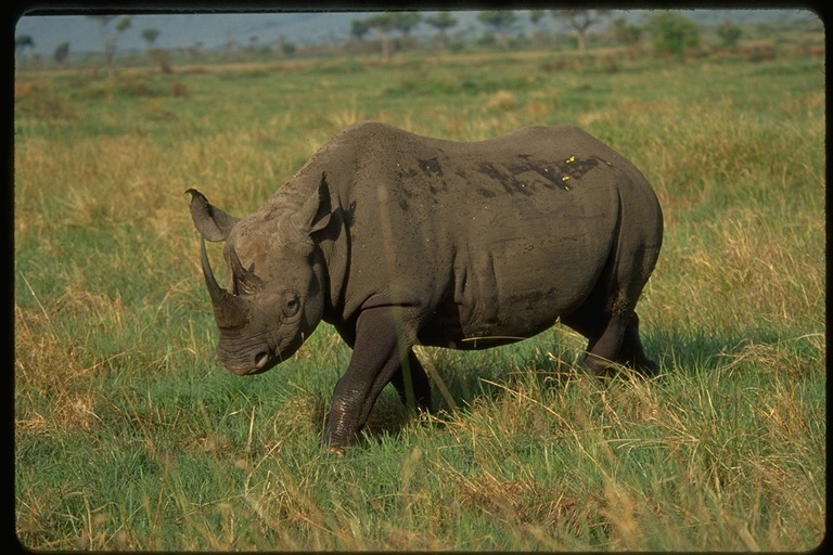 Image of Black Rhinoceros