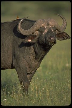 Image of African Buffalo