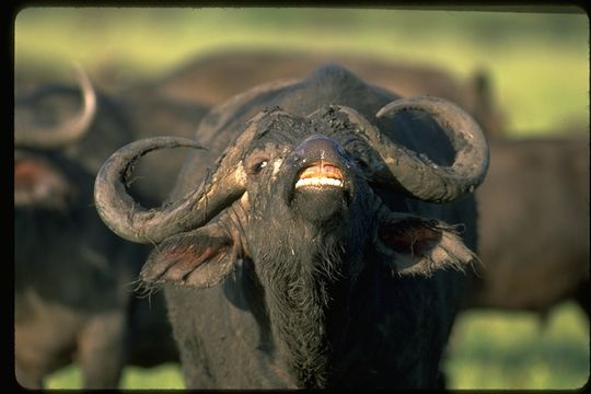 Image of African Buffalo