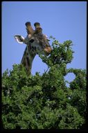 Image of Masai Giraffe