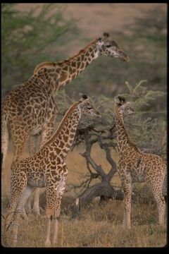 Imagem de <i>Giraffa camelopardalis tippelskirchi</i>