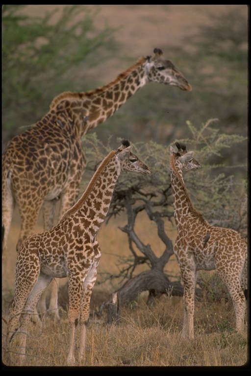 Image of Masai Giraffe