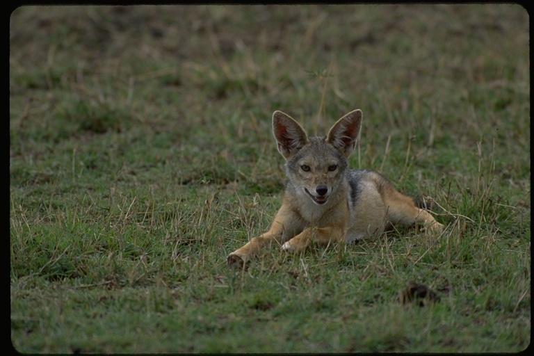 Image de chacal à chabraque