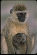 Image of Vervet Monkey