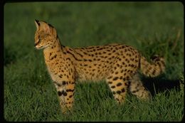 Image of Serval