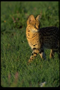 Image of Serval
