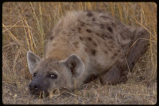 Image of Spotted Hyena