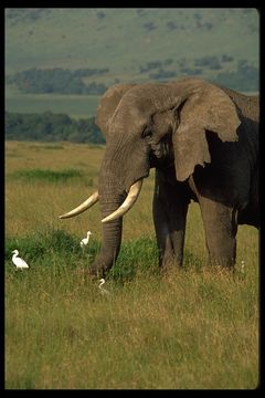 Image of African bush elephant