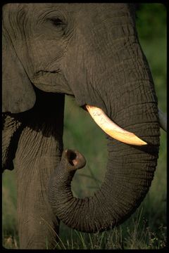 Image of African bush elephant