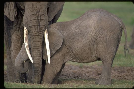 Image of African bush elephant