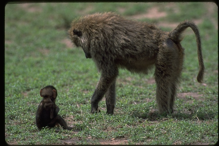 Image of Anubis Baboon