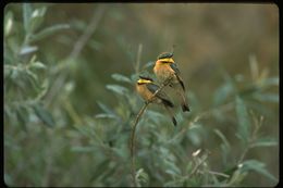 Image of Merops pusillus cyanostictus Cabanis 1869