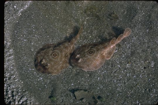 Image of Bullseye Electric Ray