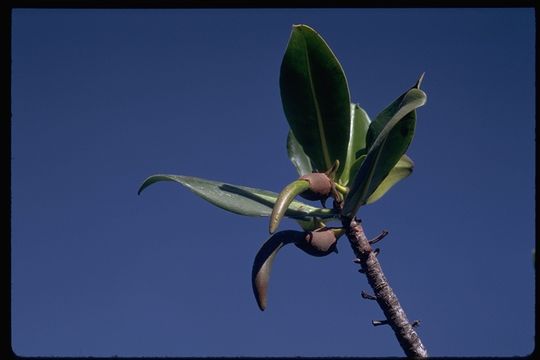 Image of red mangrove