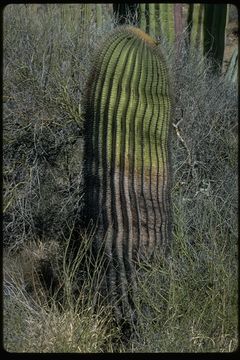 Image of Ferocactus diguetii (F. A. C. Weber) Britton & Rose