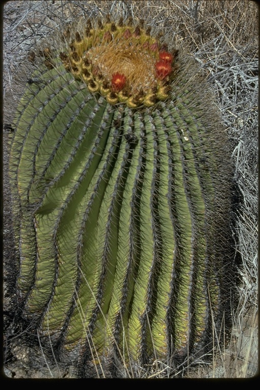 Image of Ferocactus diguetii (F. A. C. Weber) Britton & Rose