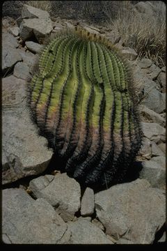 Image of Ferocactus diguetii (F. A. C. Weber) Britton & Rose