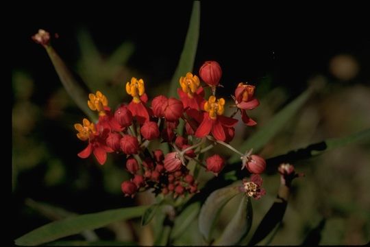 Слика од Asclepias curassavica L.