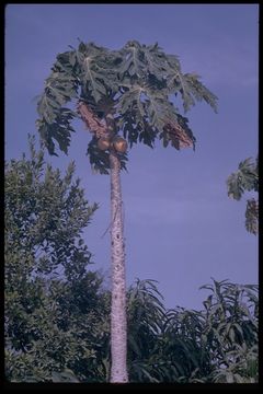 Image of papaya