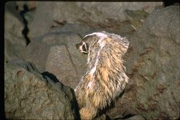 Image of American Badger