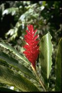 Imagem de Alpinia purpurata (Vieill.) K. Schum.