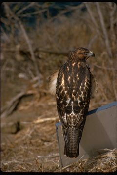 Image of Galapagos Hawk