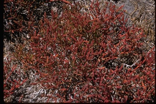 Image of Galapagos carpetweed