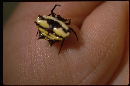 Image of Spiny orb-weaver