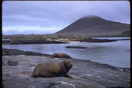 Image of Galapagos Sea Lion