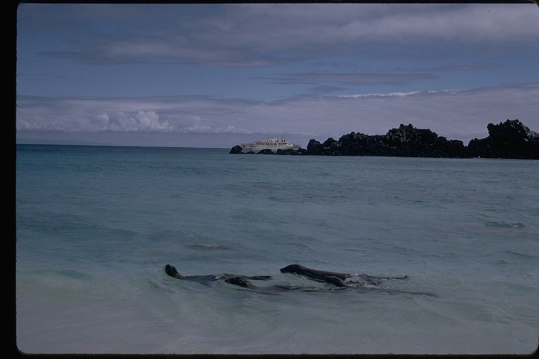 Image of Galapagos Sea Lion