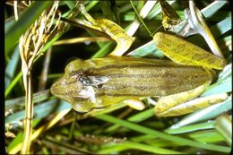 Image of Common Tree Frog