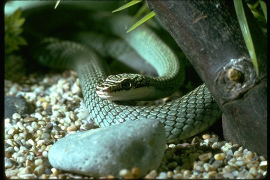 Image of Ornate Flying Snake