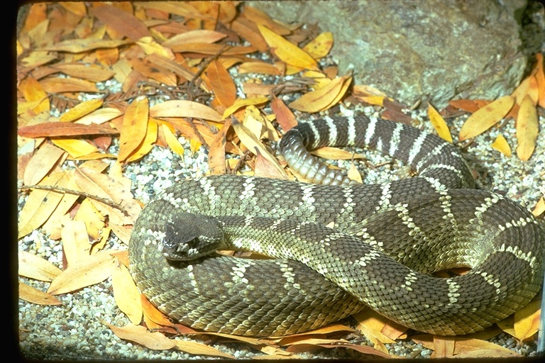 Image of Crotalus oreganus oreganus Holbrook 1840