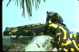 Image of Common Fire Salamander