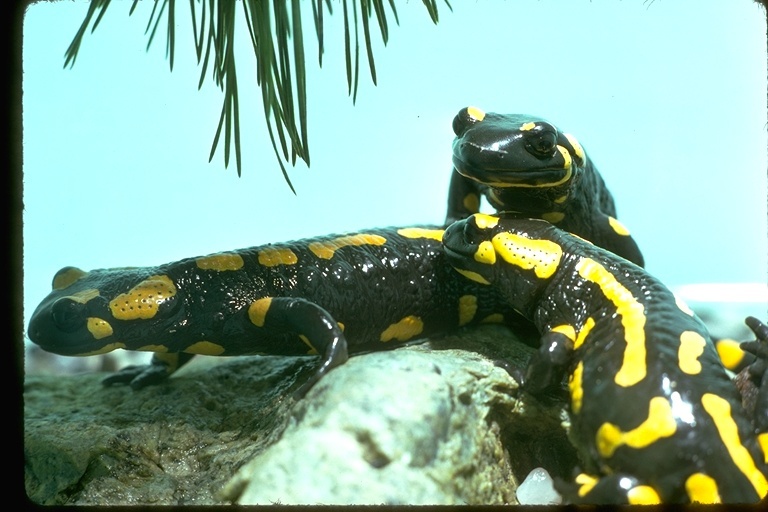 Image de salamandre tachetée