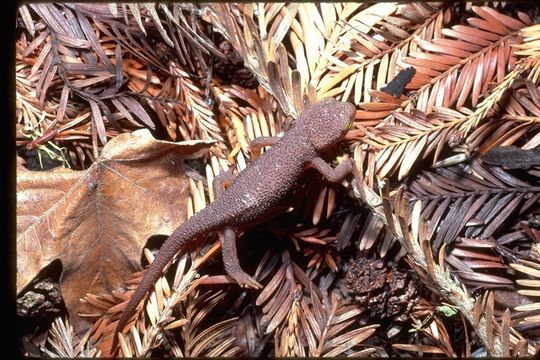 Image of Rough-skinned Newt