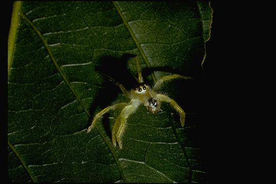 Image of jumping spiders