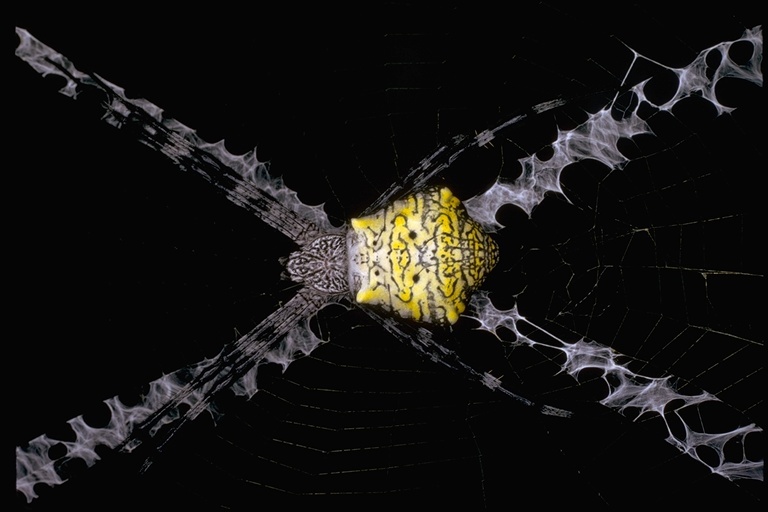 Imagem de Argiope