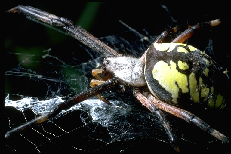 Sivun Argiope aurantia Lucas 1833 kuva