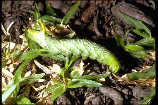 Image of Carolina sphinx