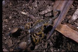 Image of Asian forest scorpion