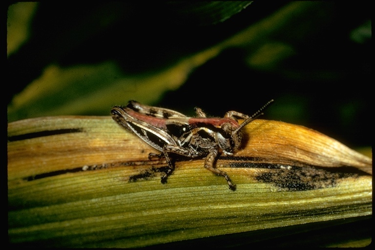 Image of grasshoppers and relatives