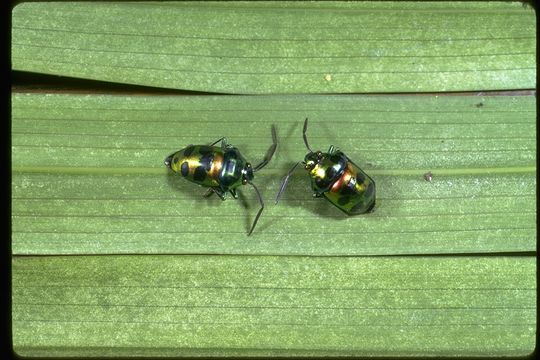 Image of hemipterans