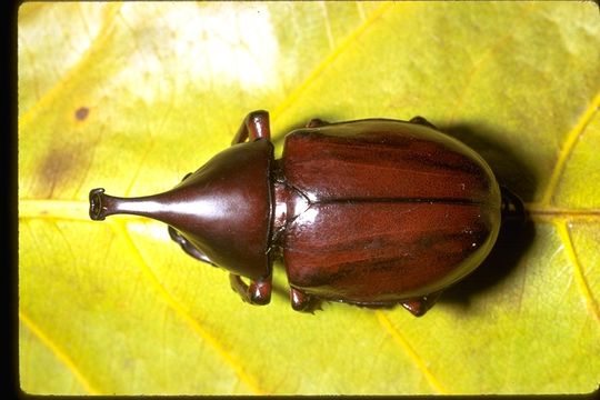 Image of Xylotrupes gideon (Linnaeus 1767)