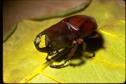 Image of Elephant Beetle